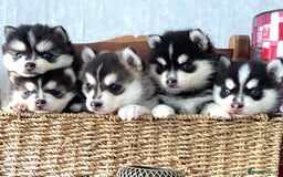 Pomsky dogs for sale: Very Tiny F4 Pomskys  - Image 14