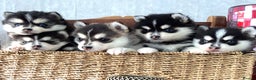 Pomsky dogs for sale: Very Tiny F4 Pomskys REDUCED NEEDS HOMES NOW - Advert 14