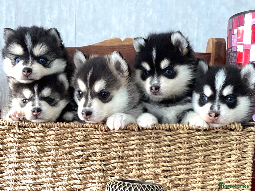 Pomsky dogs for sale: Very Tiny F4 Pomskys  - Image 14