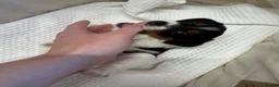 Jack Russell dogs for sale: Full Jack tussle pups  in Middlesbrough - Advert 26