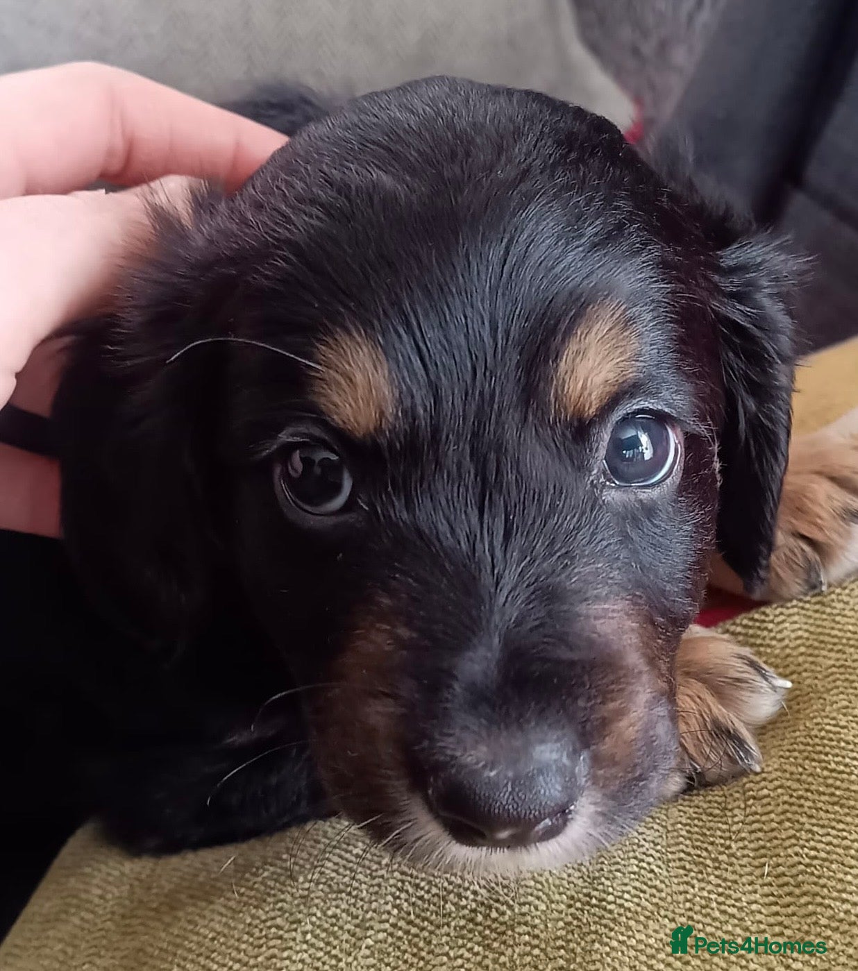 Mixed Breed dogs A* Sprollie Pups  - Advert 2