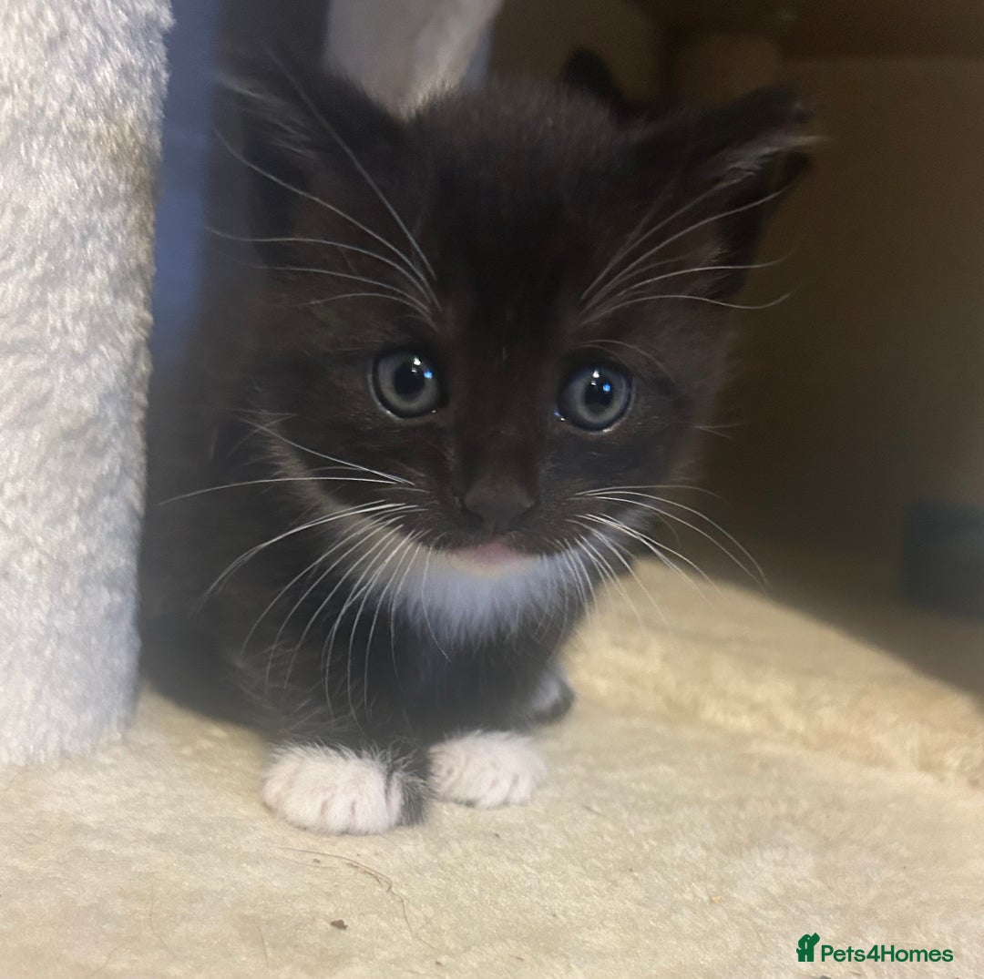 Mixed Breed cats for sale: 2x male kittens - Advert 6