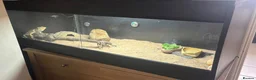Bearded Dragon reptiles for sale: Bearded dragon and full set up  - Advert 2