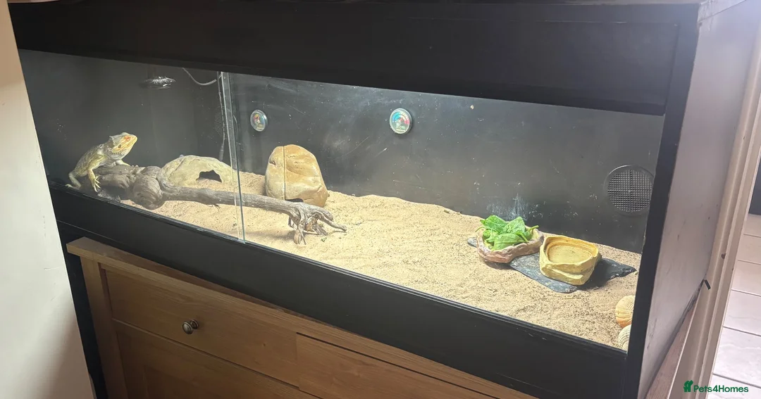 Bearded Dragon reptiles for sale: Bearded dragon and full set up  - Advert 2