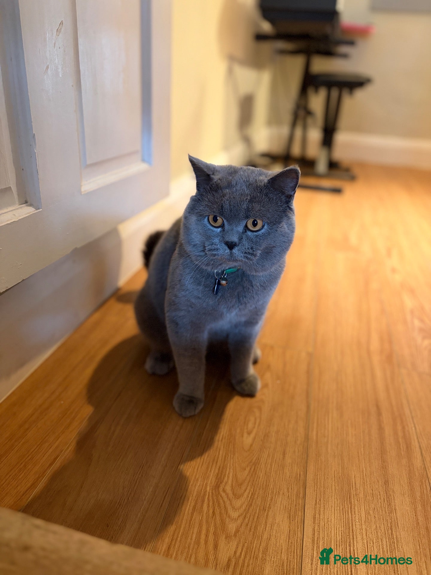 British Shorthair cats Gorgeous GCCF Blue BSH for Stud - Advert 2