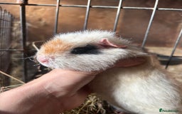 Guinea Pig rodents for sale: Beautiful Young GuineaPigs  - Image 4