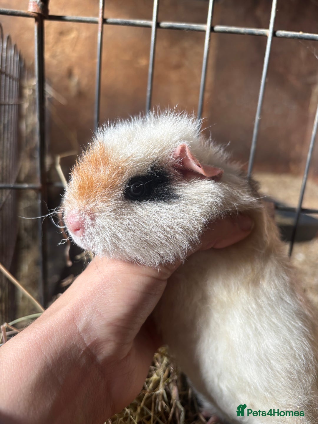 Guinea Pig rodents for sale: Beautiful Young GuineaPigs  - Image 4