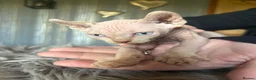Sphynx cats for sale: **Ready Now** Last baby girl left - Advert 18