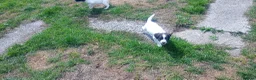 English Springer Spaniel dogs for sale: English springer spaniel pups  - Advert 14