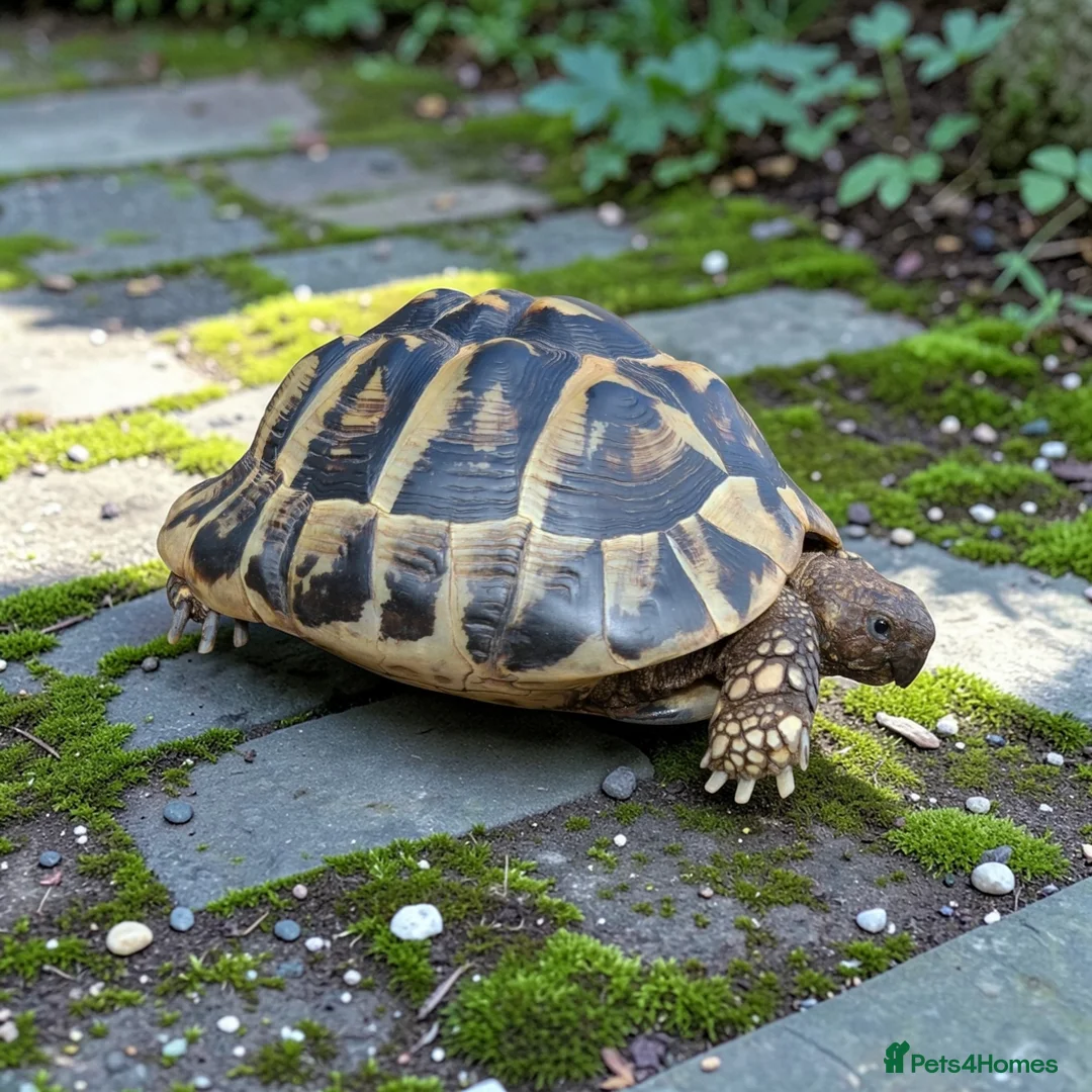 Hermann Tortoise reptiles for sale: Female Hermann Boettgeri Tortoise  - Advert 1
