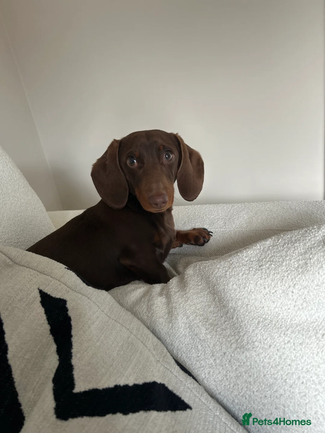Dachshund dogs for stud: Richmond the stud  - Advert 10