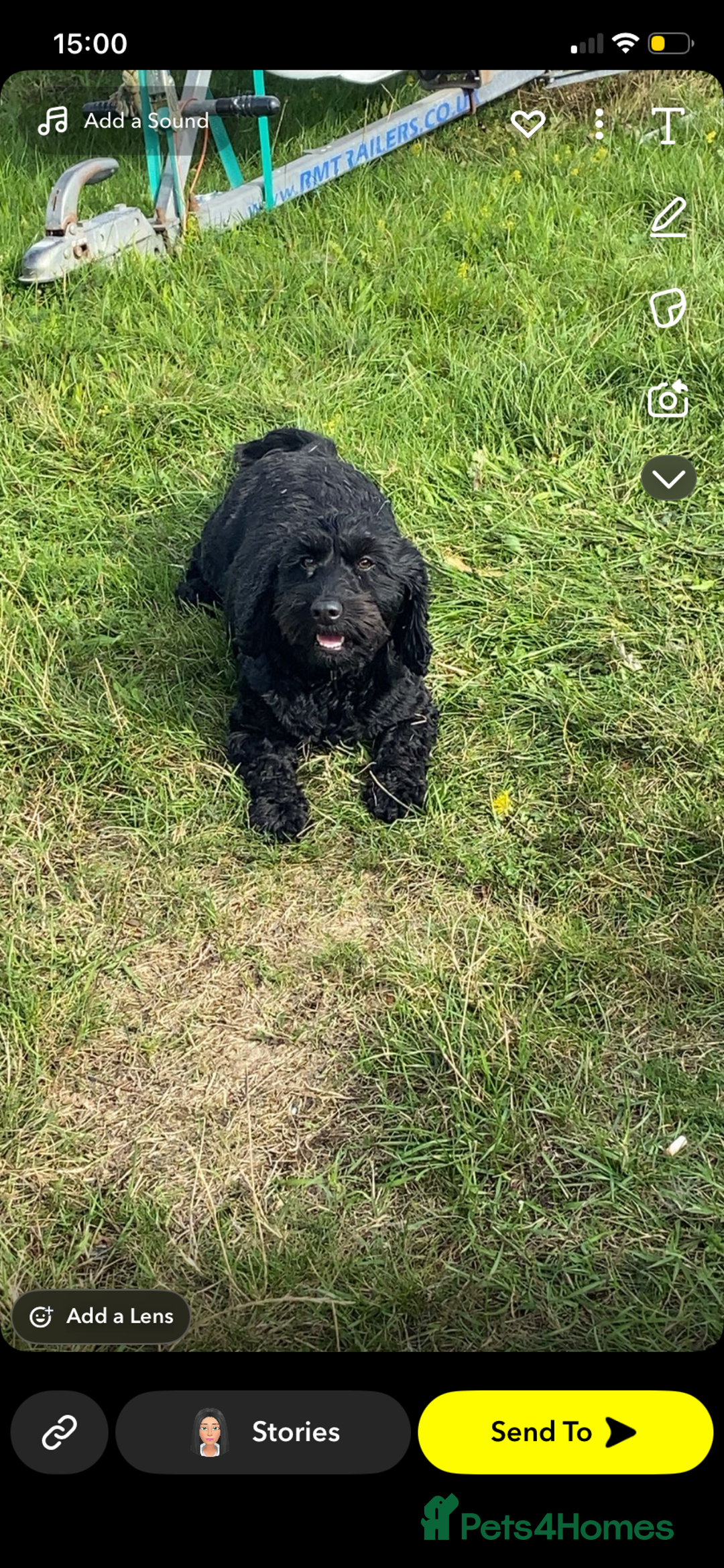 Cavapoo dogs for sale: Stunning cavapoo pups  - Advert 21