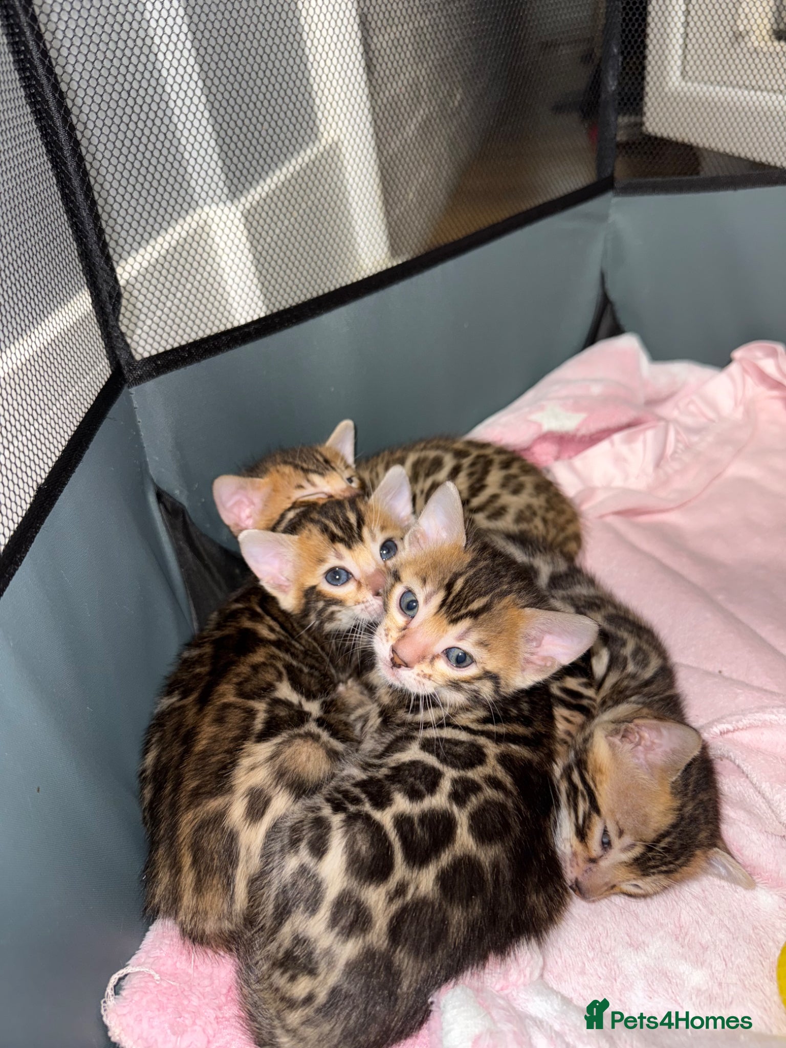 Bengal cats TIKA registered 5th Pedigree bengal kittens  - Advert 11