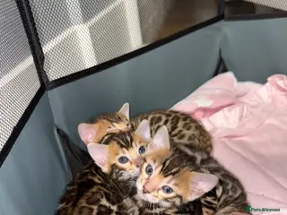 Bengal cats TIKA registered 5th Pedigree bengal kittens - Advert 1
