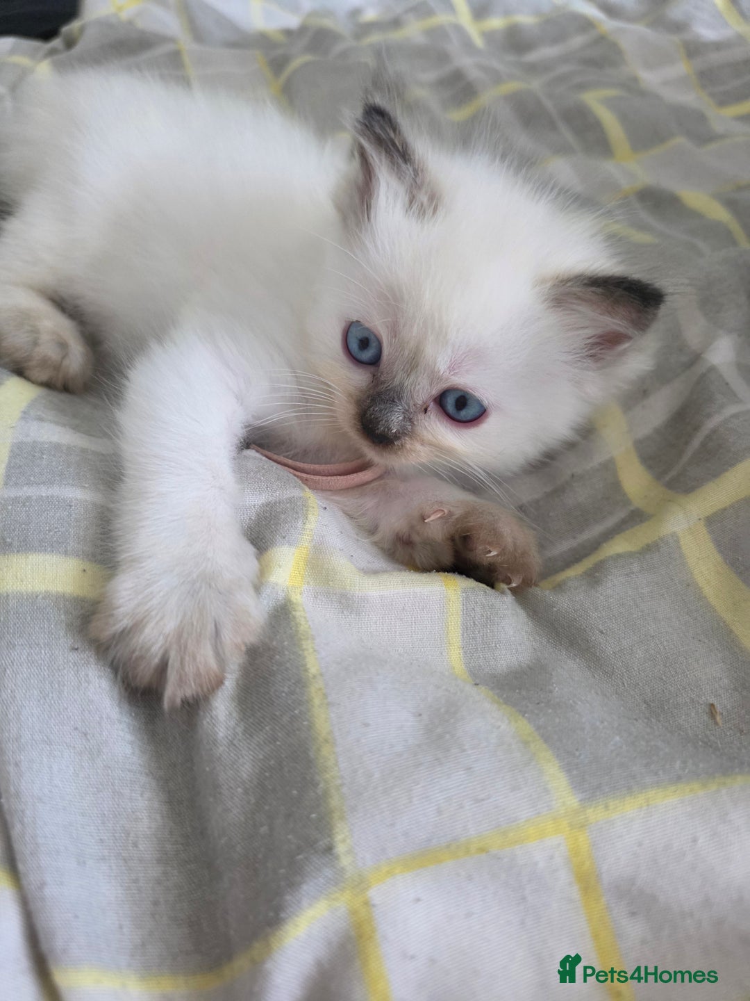 Ragdoll cats for sale: Fully Vaccinated Ragdolls ready 8th Nov - Image 17