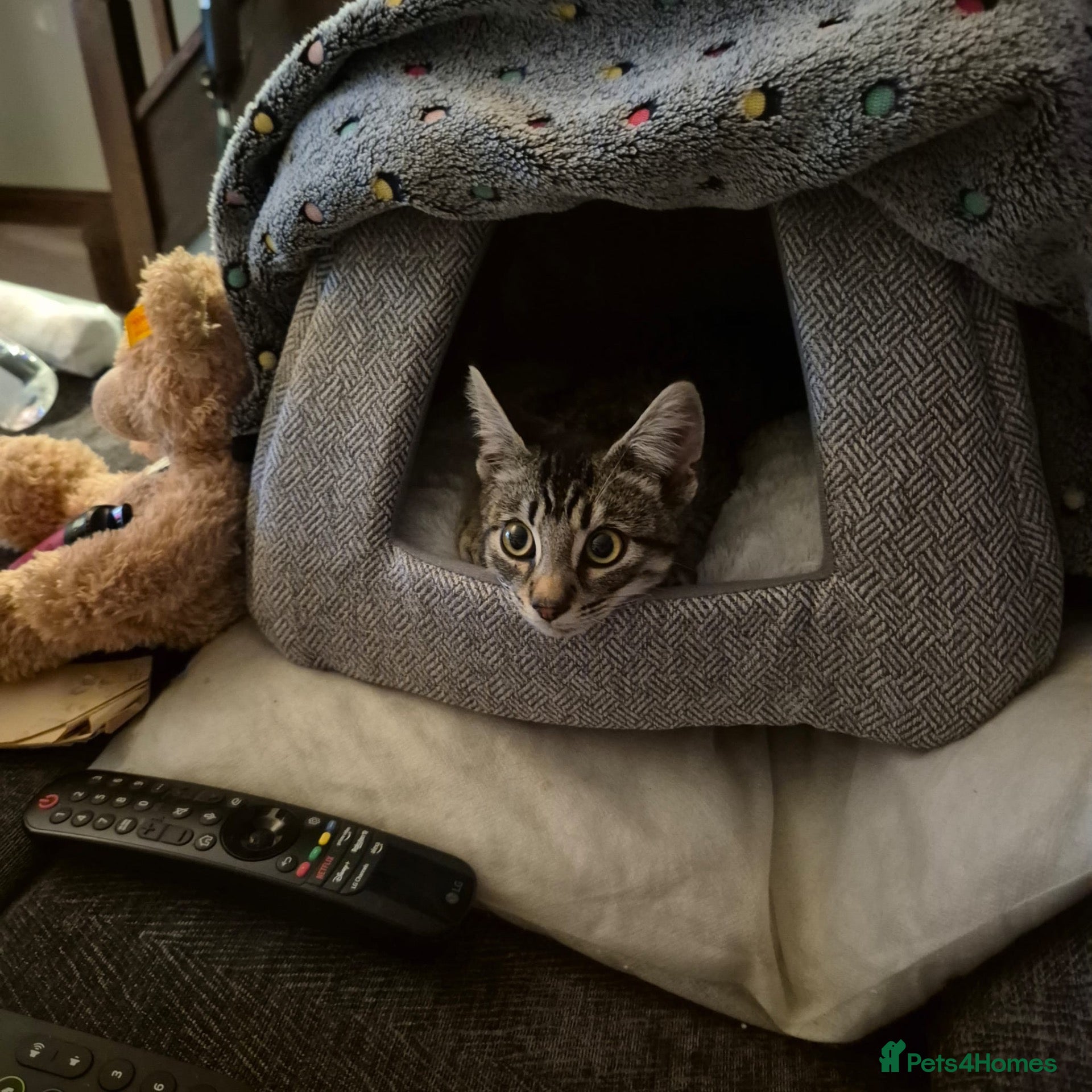 Mixed Breed cats Tabby rescue kitten (male) ready for his own home - Advert 17