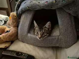 Mixed Breed cats Tabby rescue kitten (male) ready for his own home - Advert 1