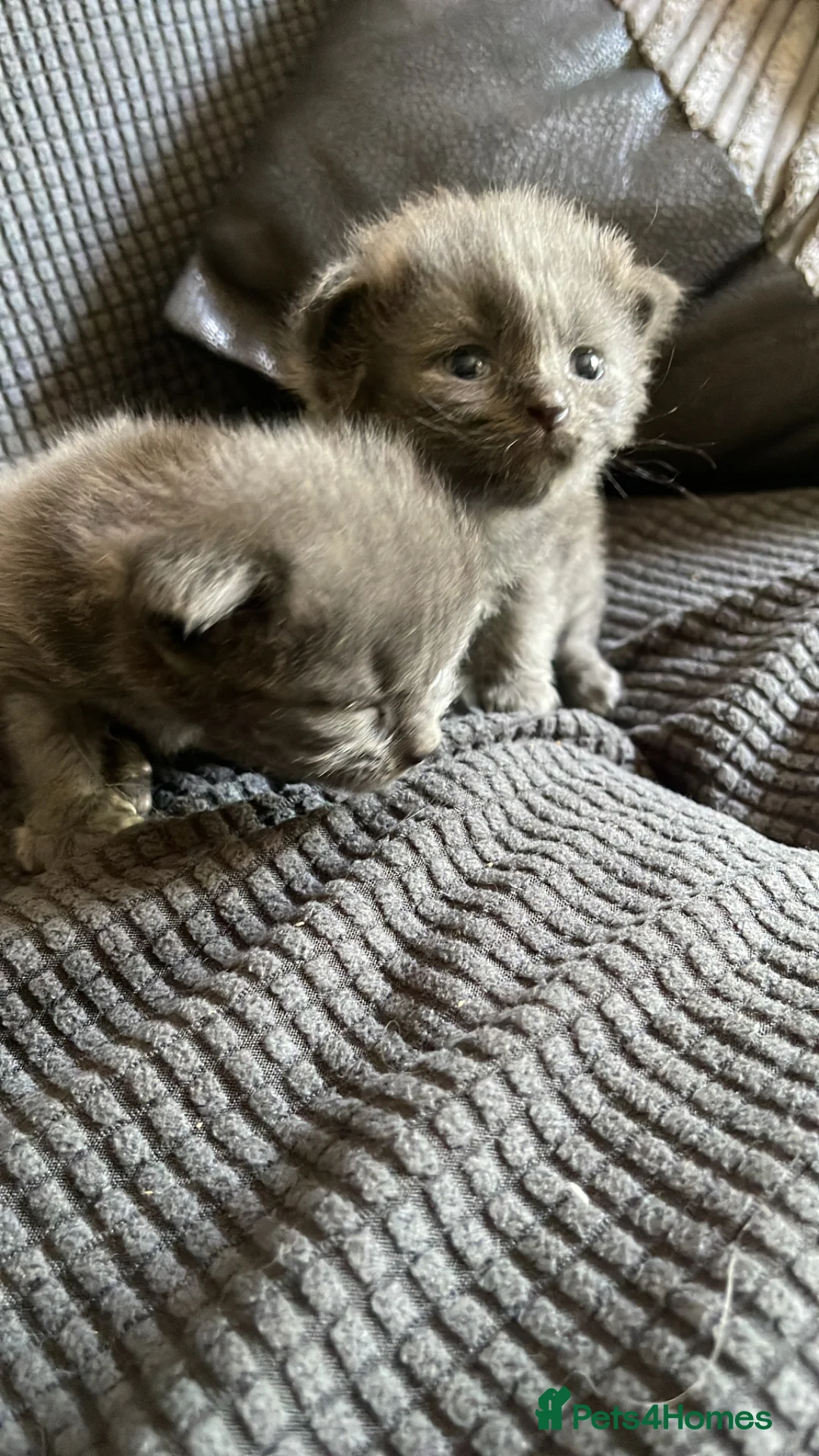 Mixed Breed cats for sale: Grey Kittens For Sale - Advert 3