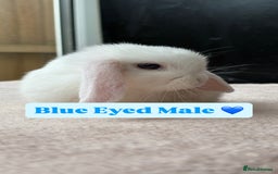 Mini Lop rabbits for sale: Beautiful litter of mini lops. - Image 1
