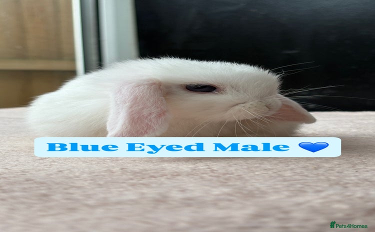 Mini Lop rabbits - Advert 8