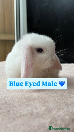Mini Lop rabbits - Advert 6