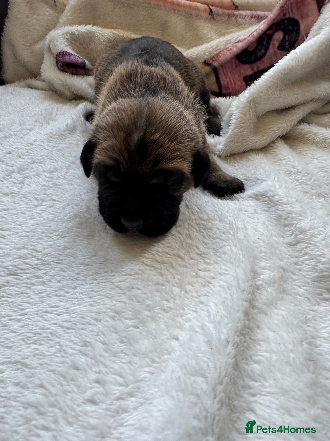 Cane Corso dogs for sale: 6 beautiful cane Corso puppies  - Advert 14