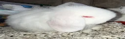 Mini Lop rabbits for sale: Top quality proven buck - Advert 6