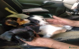 Mixed Breed dogs for sale: Cocker jack - Image 8
