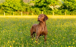 Hungarian Vizsla dogs for sale: Stunning KC Hungarian Vizsla Puppies  - Image 10