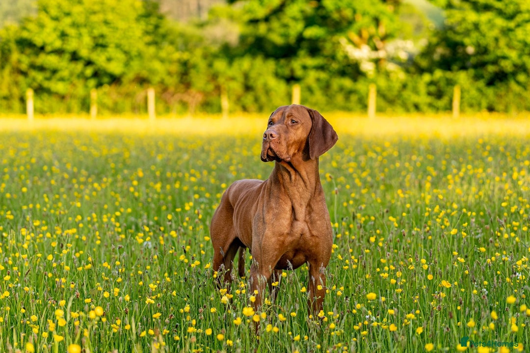 Hungarian Vizsla dogs for sale: Stunning KC Hungarian Vizsla Puppies  - Image 10