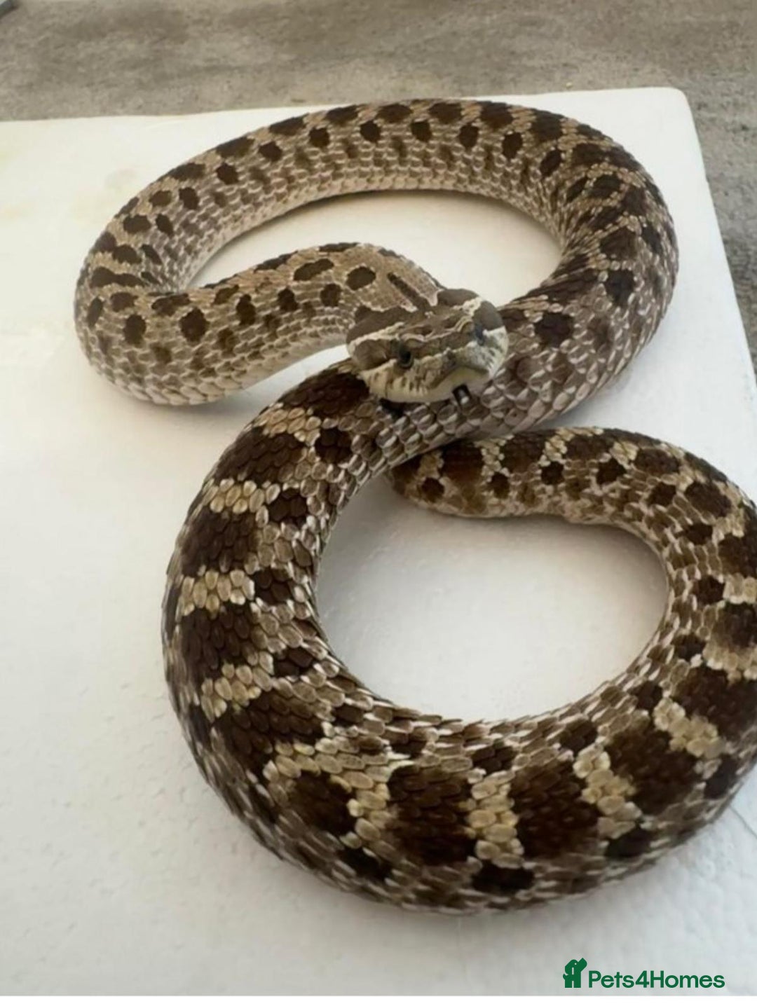Lizard reptiles for sale: Adult Western hognose  in Leicester - Image 4