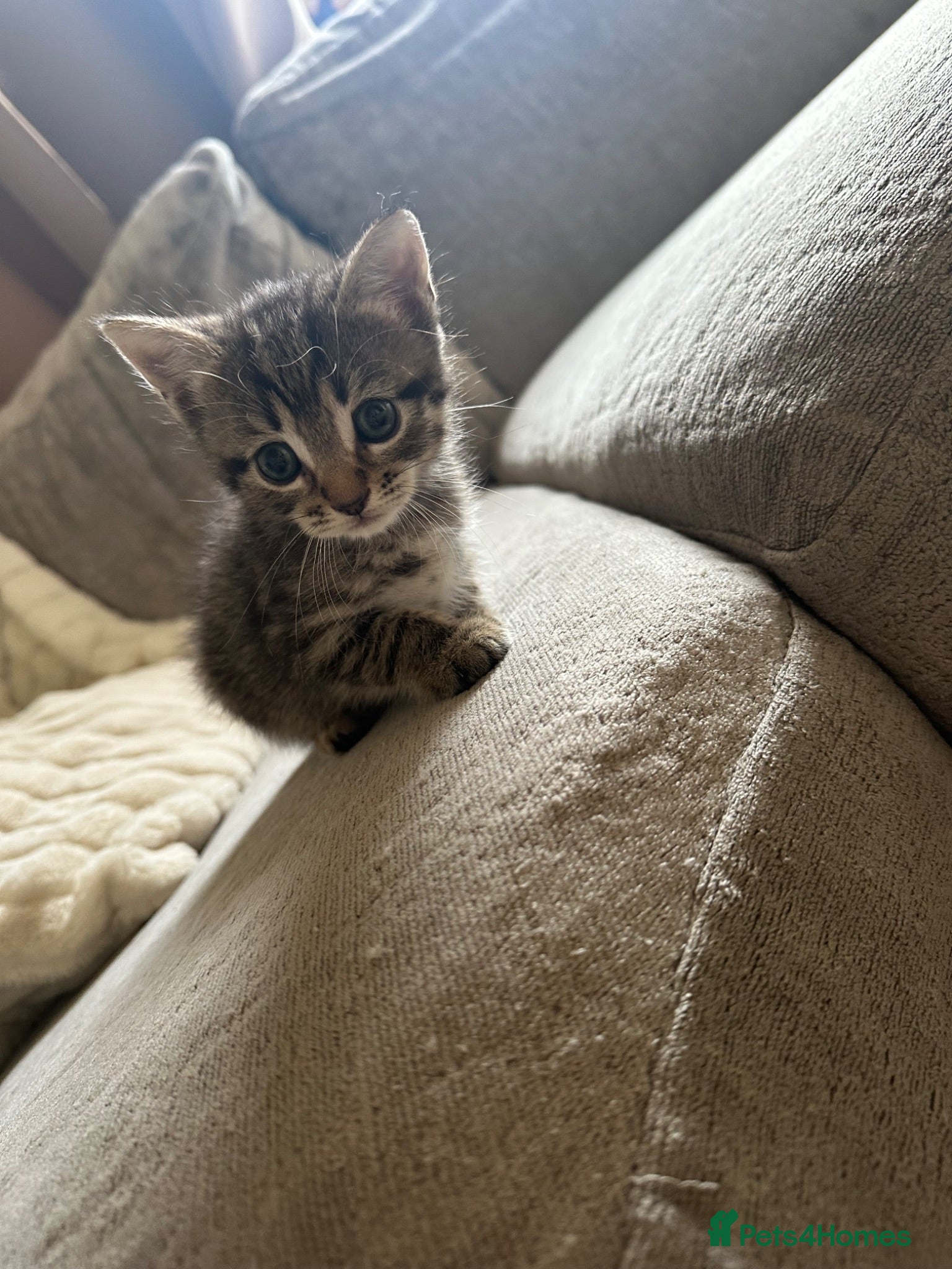 Mixed Breed cats Beautiful little boys  - Advert 2
