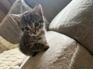 Mixed Breed cats Beautiful little boys - Advert 2