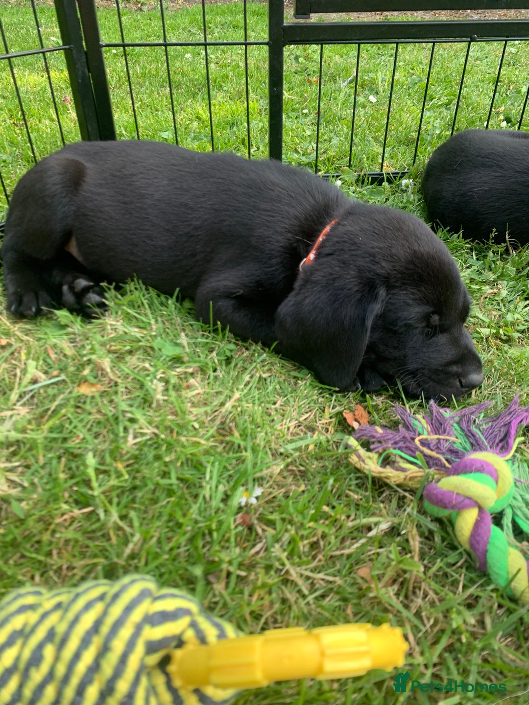 Labrador Retriever dogs for sale: KC Labrador puppies Ready now 🐾Fully vaccinated  in Skegness - Image 23