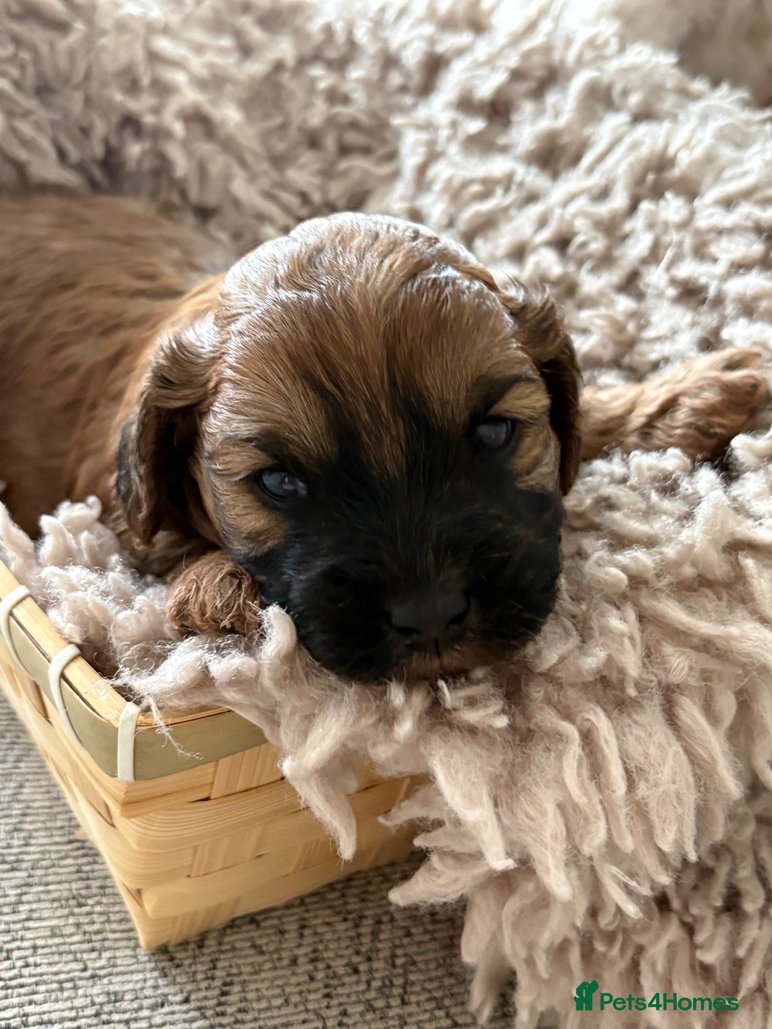 Cavapoo dogs F1B cavapoos - Advert 2