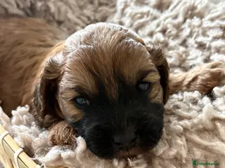 Cavapoo dogs Stunning health tested f1b cavapoos - Advert 1