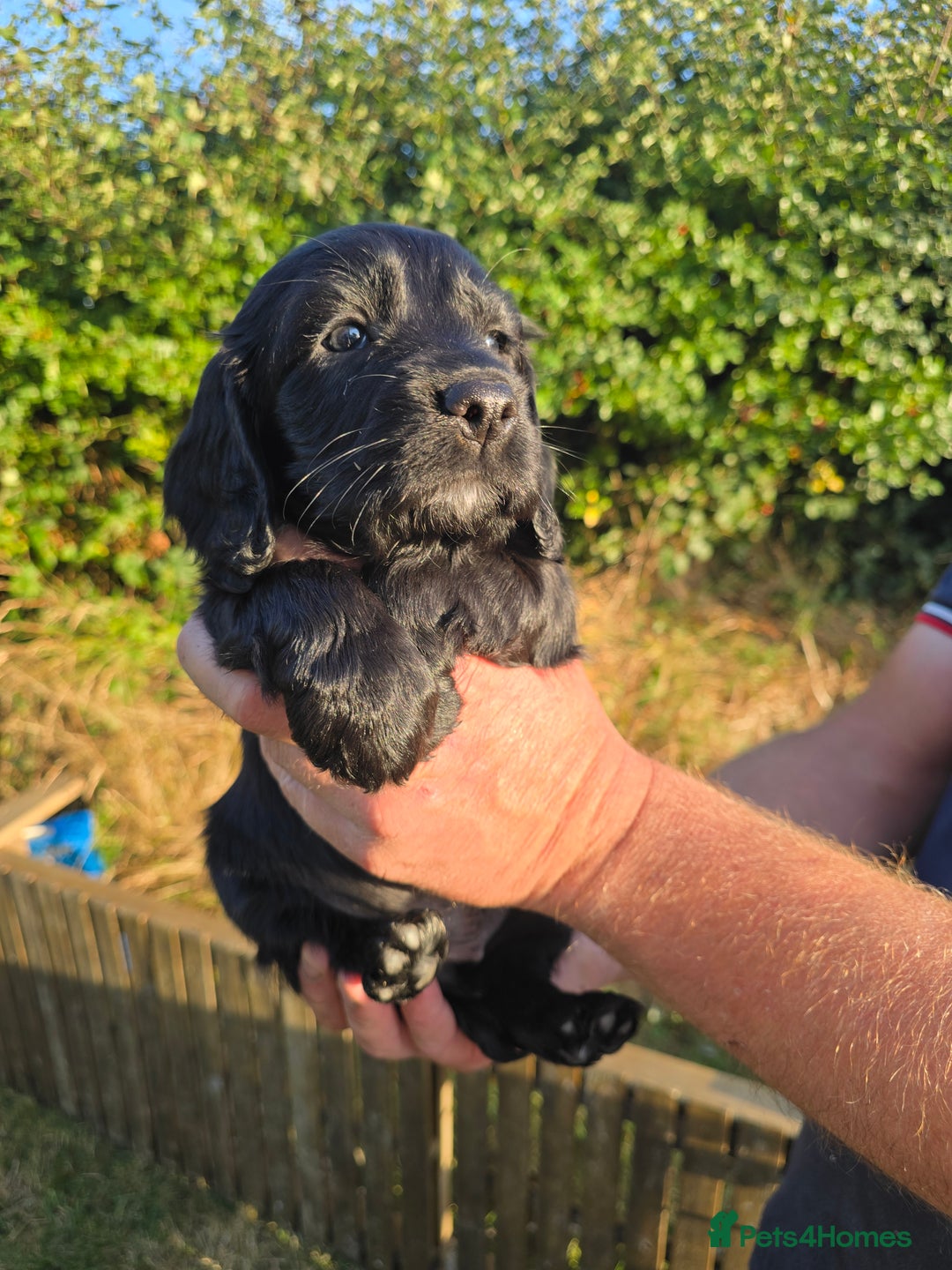 Sprocker dogs for sale: Working sprocker pups  - Image 2