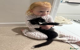 Mixed Breed cats for sale: Our Beautiful Dice - Image 13