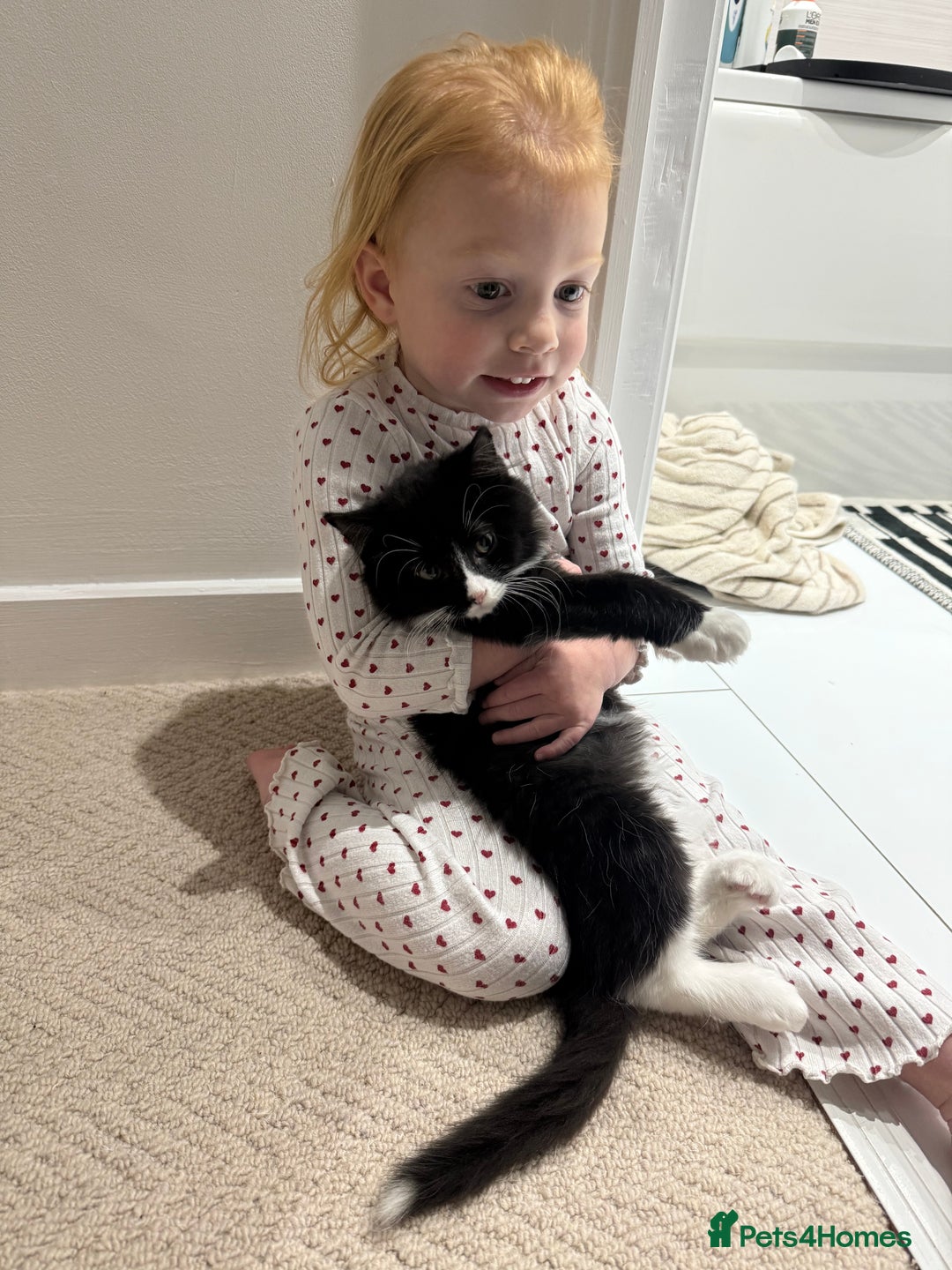 Mixed Breed cats for sale: Our Beautiful Dice - Image 13