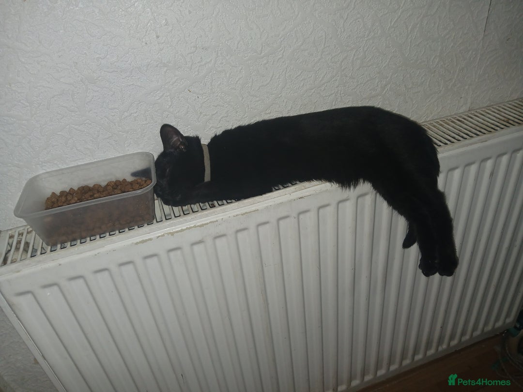 Mixed Breed cats for sale: 2  kittens  - Advert 4