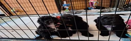 Cockapoo dogs for sale: FB1 Cockapoos in Weston-super-Mare - Advert 15