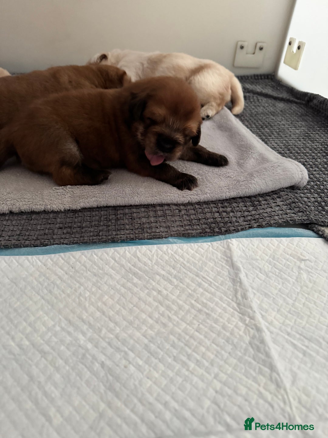 Tibetan Mastiff dogs for sale: Chinese Tibetan mastiff pups  - Image 11