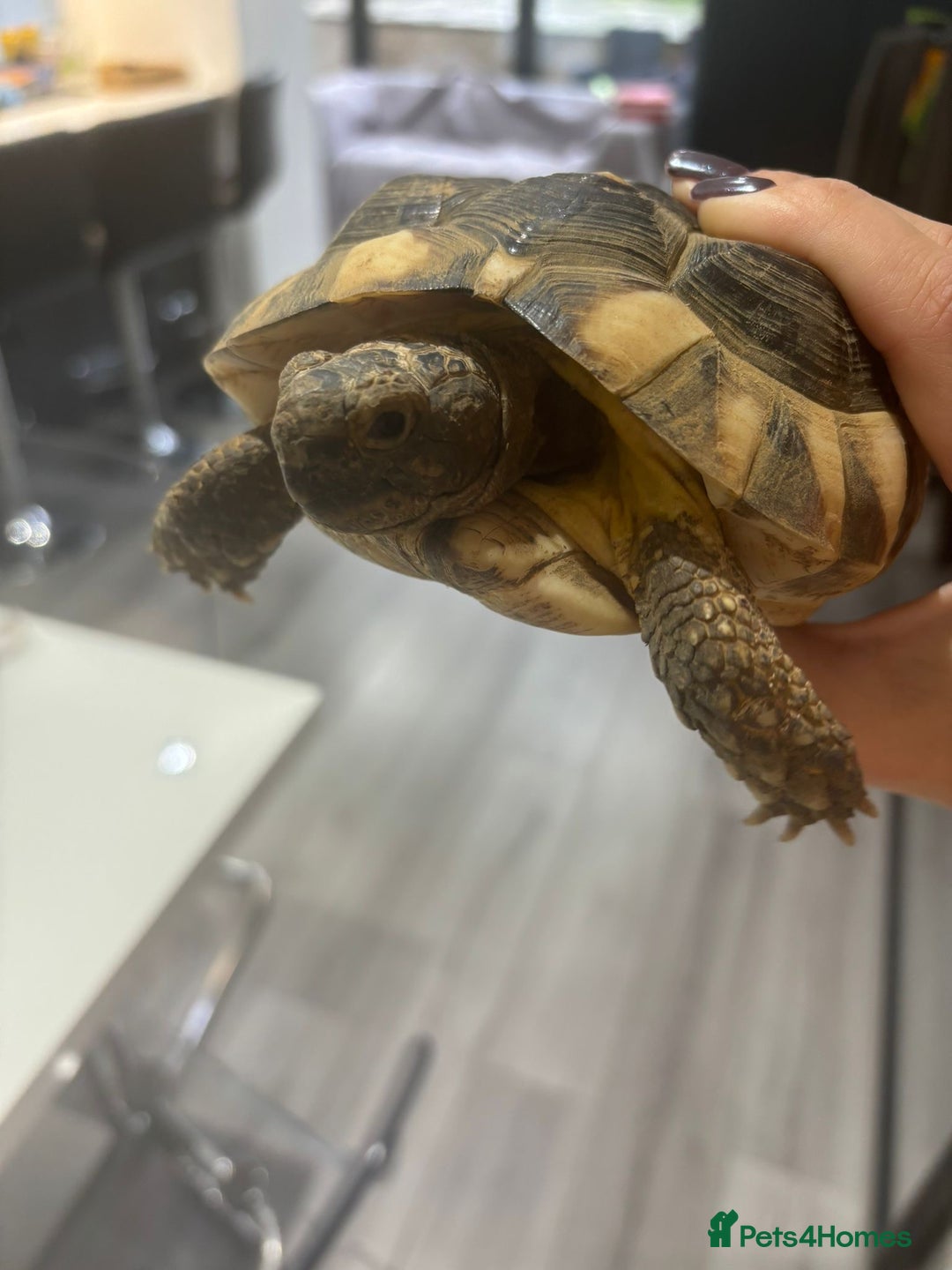 Hermann Tortoise reptiles for sale: Hermann tortoise and table - Advert 2