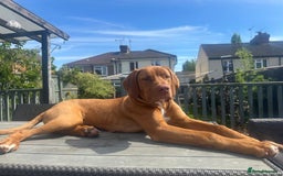 Mixed Breed dogs for sale: Bullmastiff x rhodesian ridgebag - Image 5