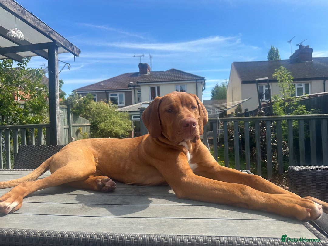 Mixed Breed dogs for sale: Bullmastiff x rhodesian ridgebag - Image 5