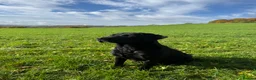 Borador dogs for sale: Beautiful Collie Cross Labrador Puppies  - Advert 9