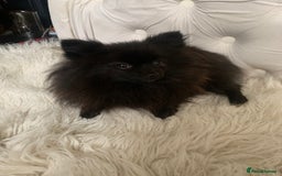 Pomeranian dogs for sale: Beautiful Tiny Pomeranian Girl  - Image 7