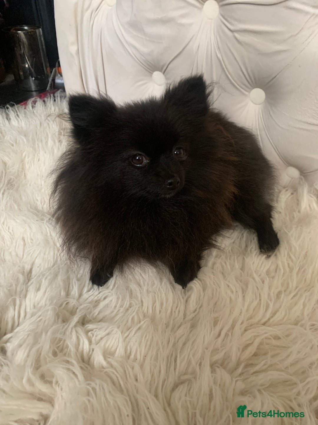 Pomeranian dogs for sale: Beautiful Tiny Pomeranian Girl  - Image 7