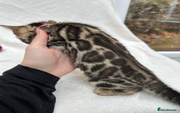 Bengal cats for sale: ❤️ GORGEOUS PURE BENGAL KITTENS ❤️ - Image 35