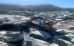Siberian Husky dogs for sale: Beautiful husky  - Image 14